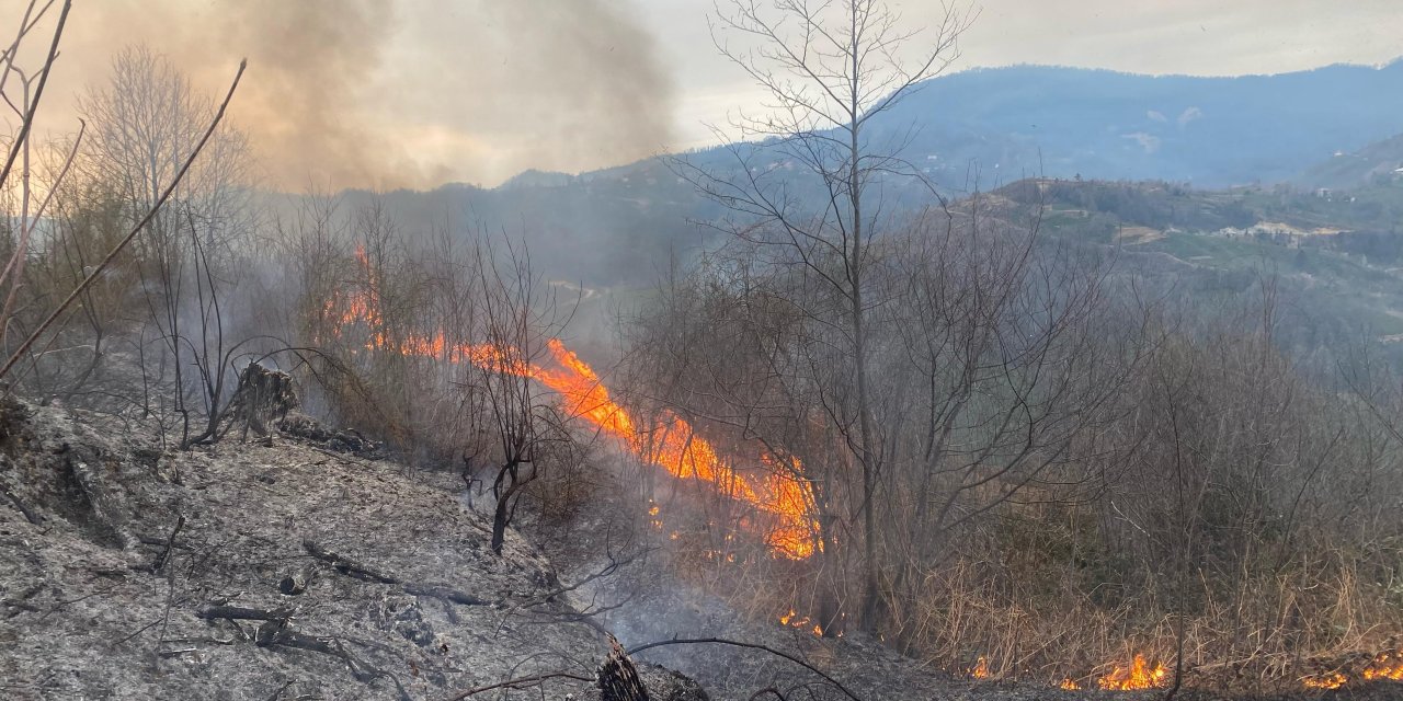 Artvin’de ormanlık alanda yangın