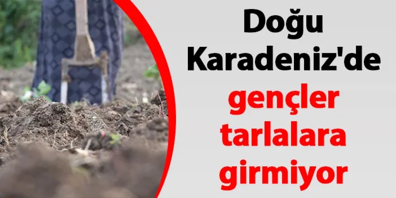 Doğu Karadeniz'de gençler tarlalara girmiyor