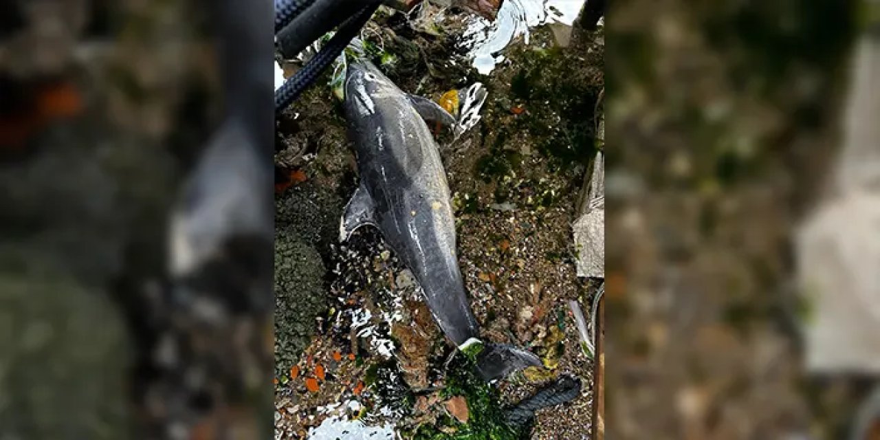 İstanbul'da ölü yunus sahile vurdu