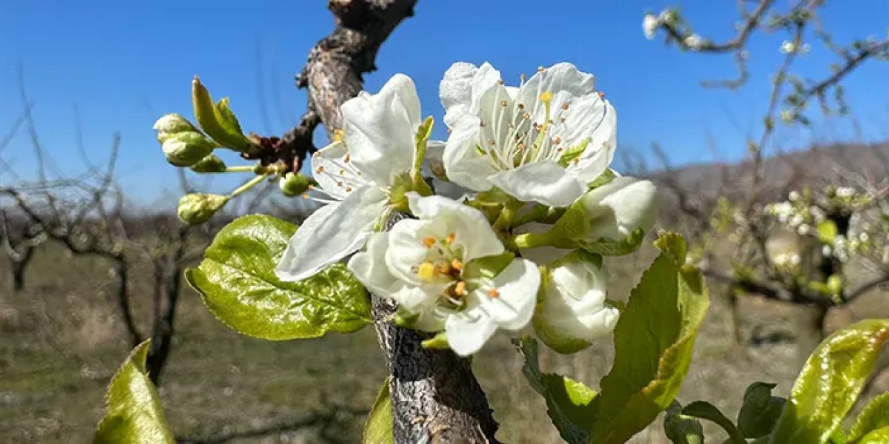 Tokat'ta meyve ağaçları erken çiçek açtı! Üreticileri endişe sardı