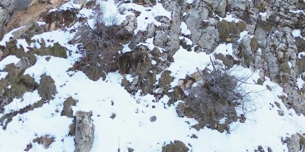 Gümüşhane'de kış uykusundan uyanan ayılar görüntülendi