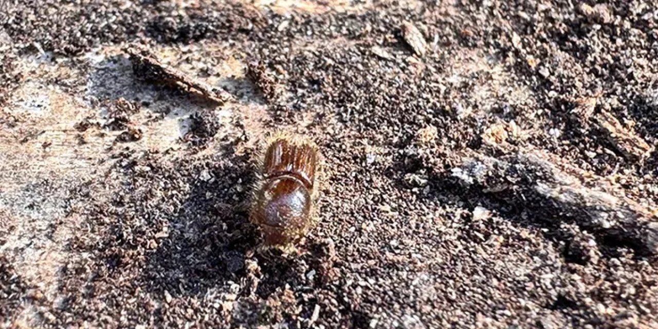 Bölgemizde sekiz dişli kabuk böceğiyle mücadele! Ağaçlar kuruyor