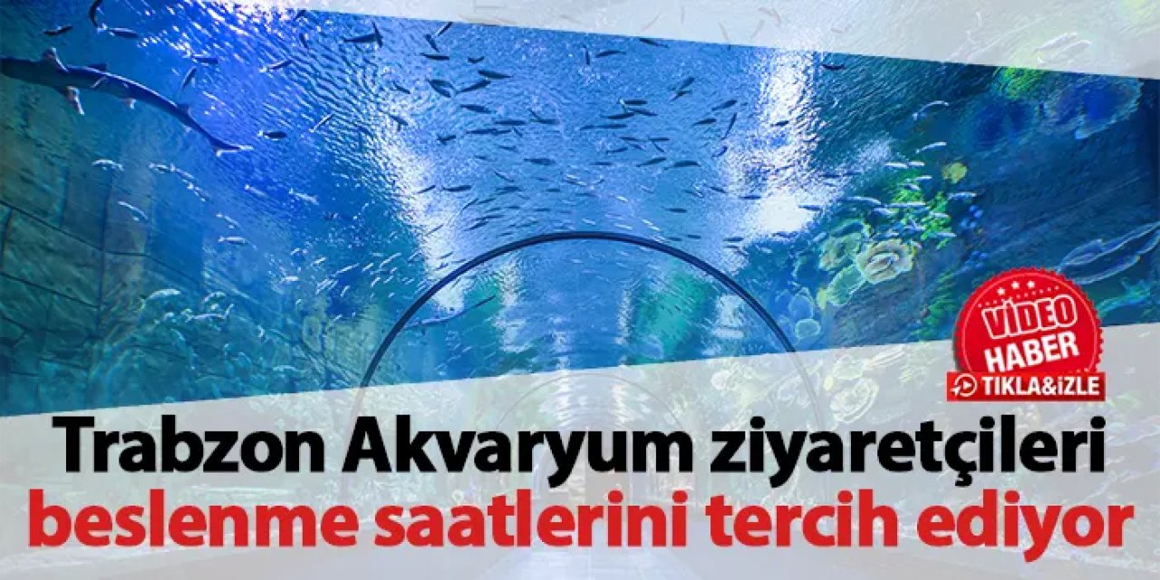 Trabzon Akvaryum ziyaretçileri beslenme saatlerini tercih ediyor