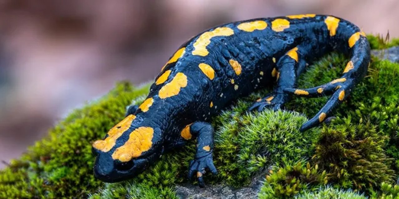 Adana Pozantı'da Nadir Görülen Lekeli Semender Koruma Altına Alındı
