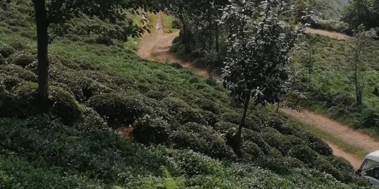 Trabzon'da çay olur mu? Trabzon'da çay yetişiyor mu? Trabzon'da çayın sırları!