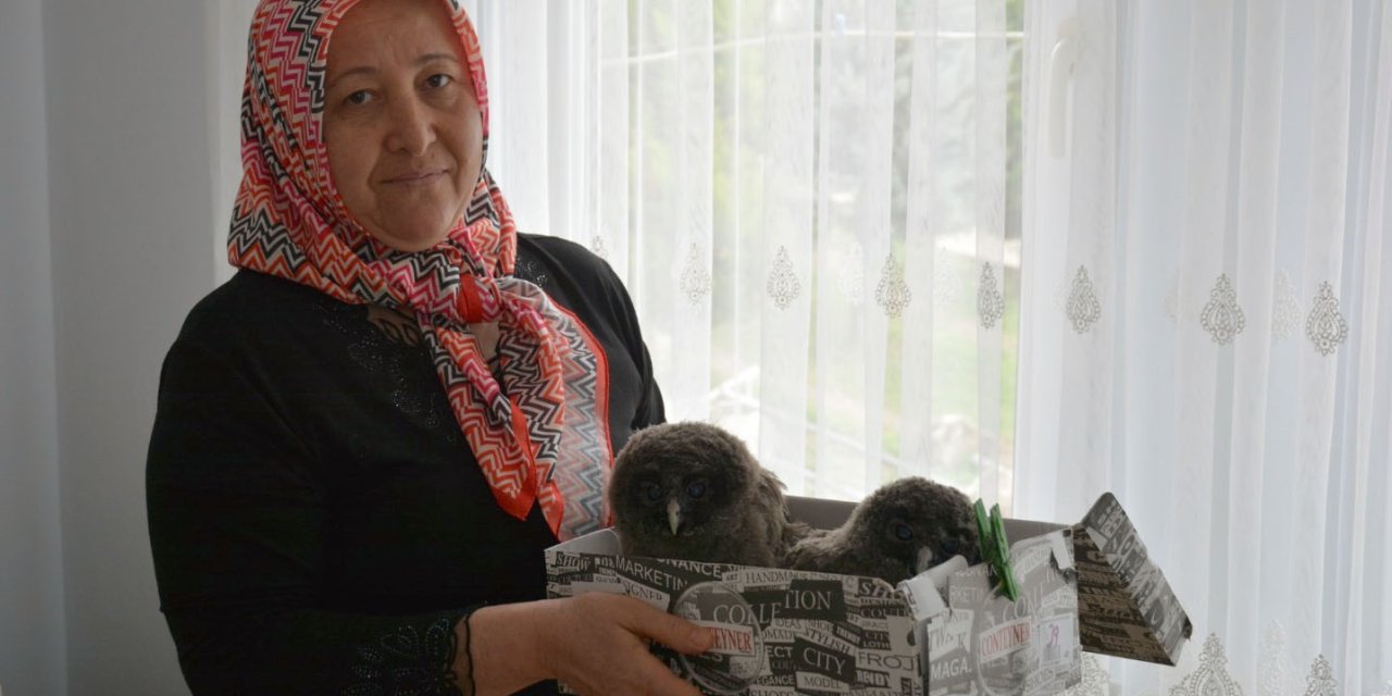 Balkonda bulduğu baykuşları evinde besliyor