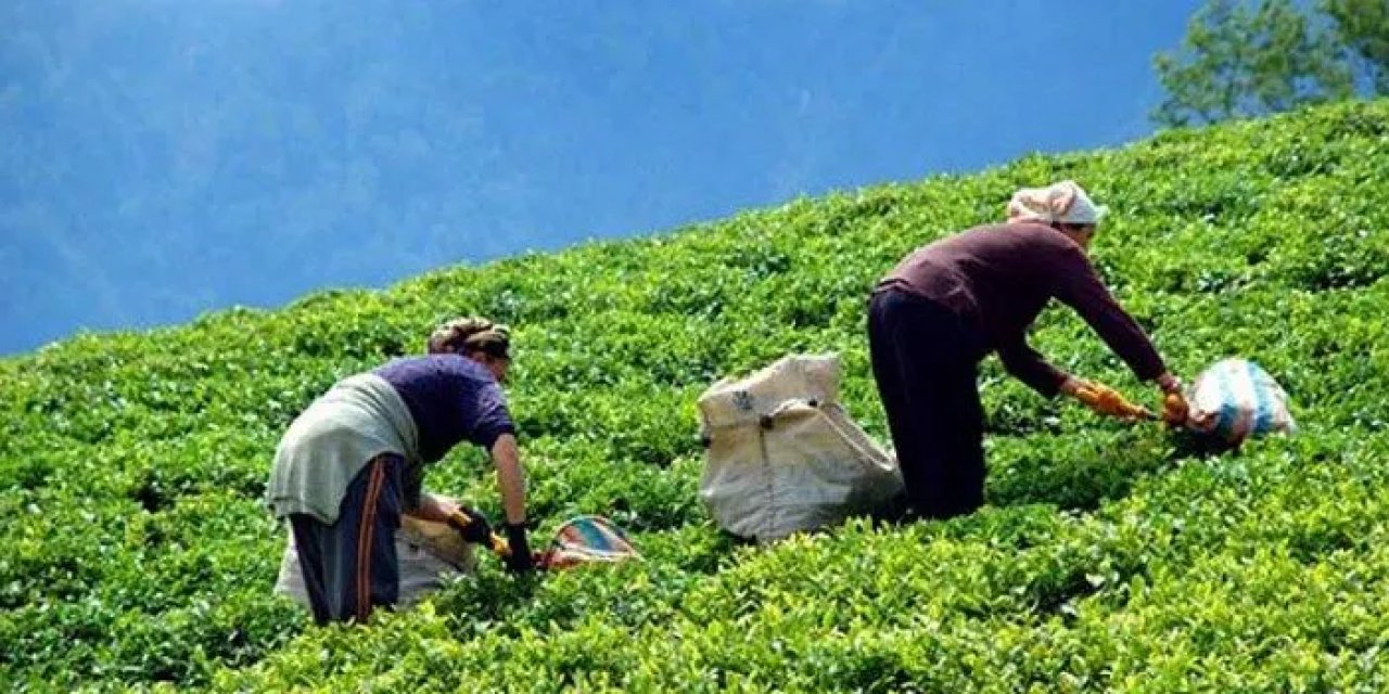 Trabzon'un Bereketli Toprakları: Trabzon'da En Çok Ne Üretilir?