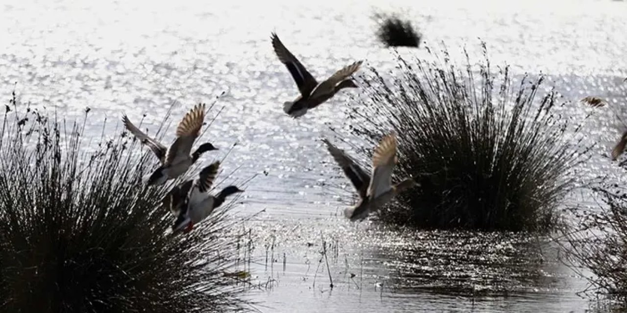Kızılırmak Deltası Kış Aylarında 160 Bin Su Kuşuna Ev Sahipliği Yapıyor