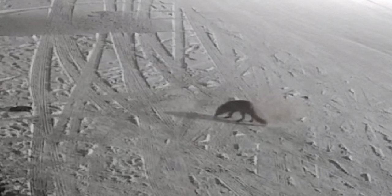 Giresun'da yaylada yiyecek arayan tilki kameralara yansıdı