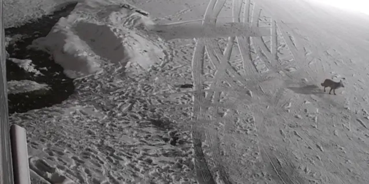 Giresun'da yaylada aç Tilki kameraya yansıdı!