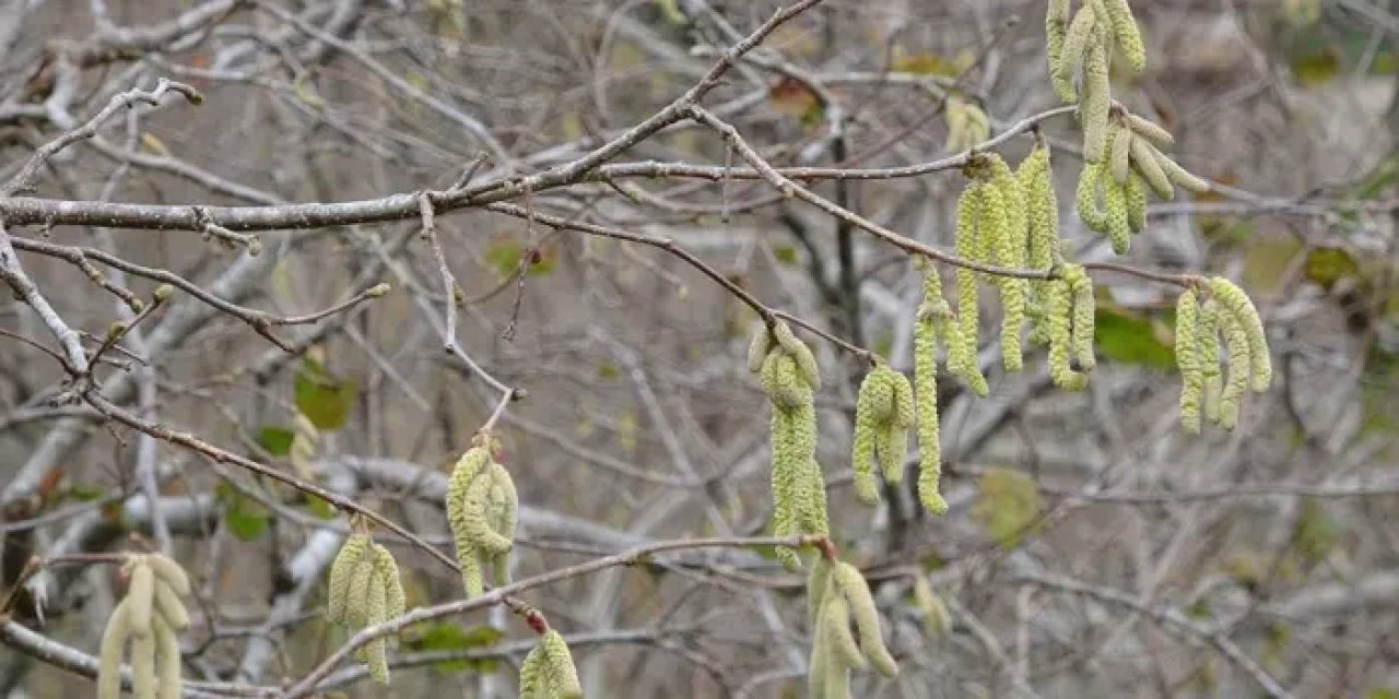 Samsun'da fındık için kritik uyarı yapıldı! "Üreticiler tedbir almalı"