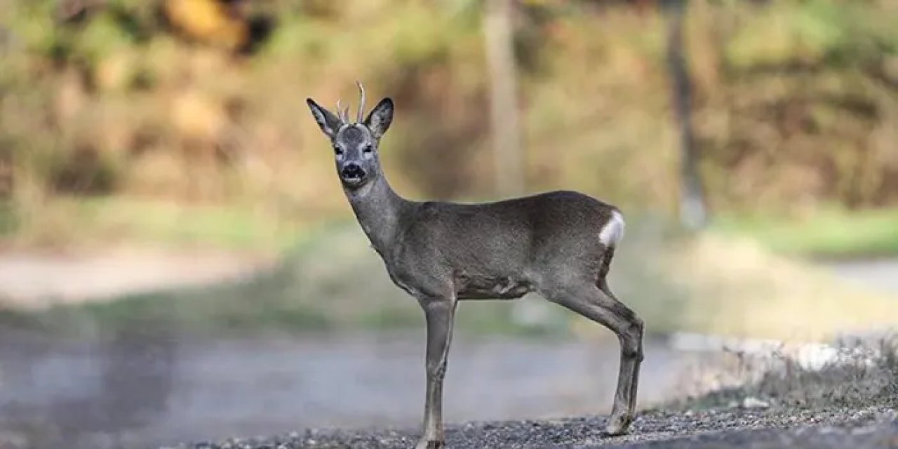 Trabzon'da yaralı karaca tedavi altına alındı