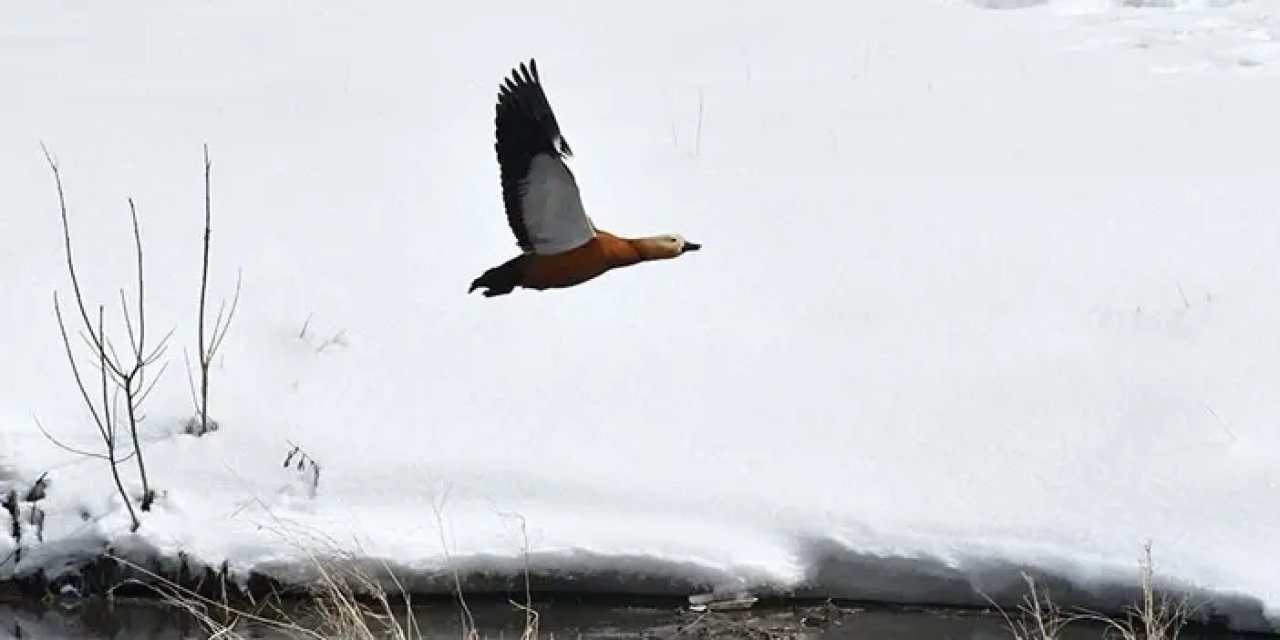 Kars'ta Baharla Birlikte Göçmen Kuşlar Şehre Geri Döndü