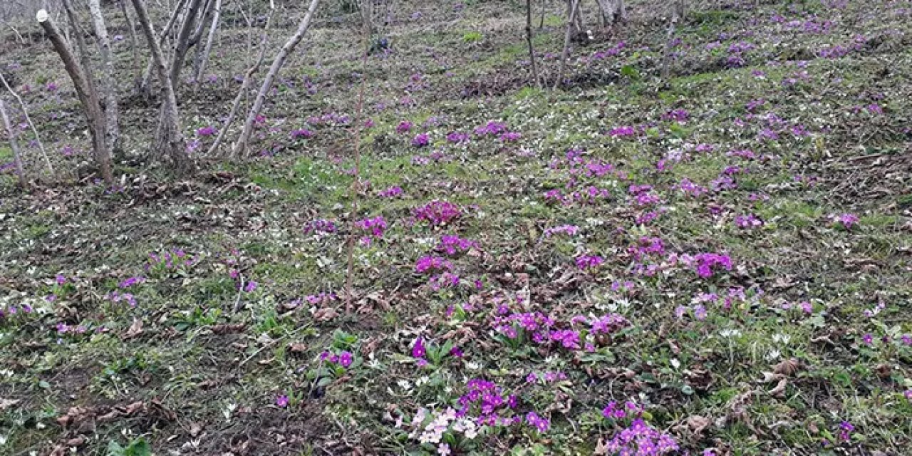 Giresun'da baharın müjdecisi menekşeler açtı