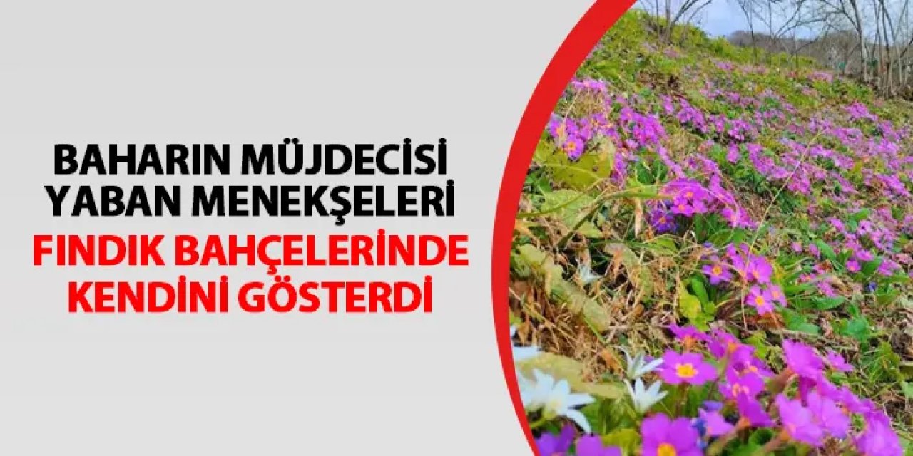 Fındık bahçelerinde baharın müjdecisi menekşeler açtı