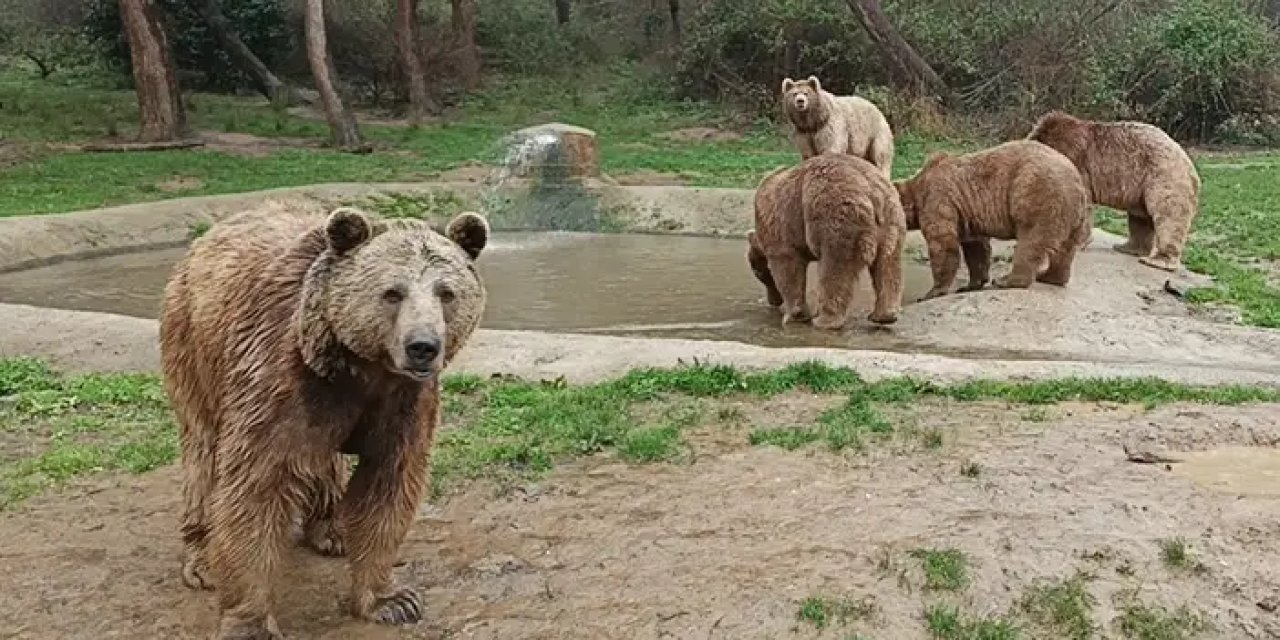 Giresun’da bulunan yavru ayılar kış uykusundan uyandı