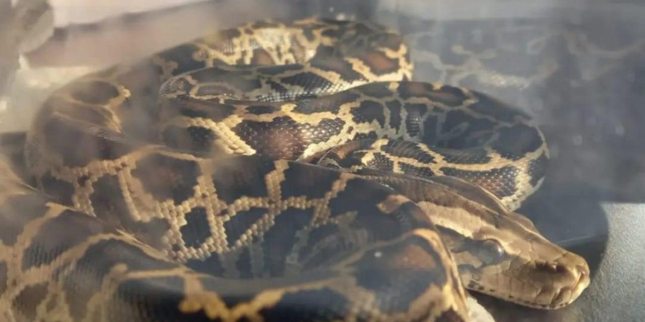 Trabzon'da ilginç olay! Piton yılanı yakalandı