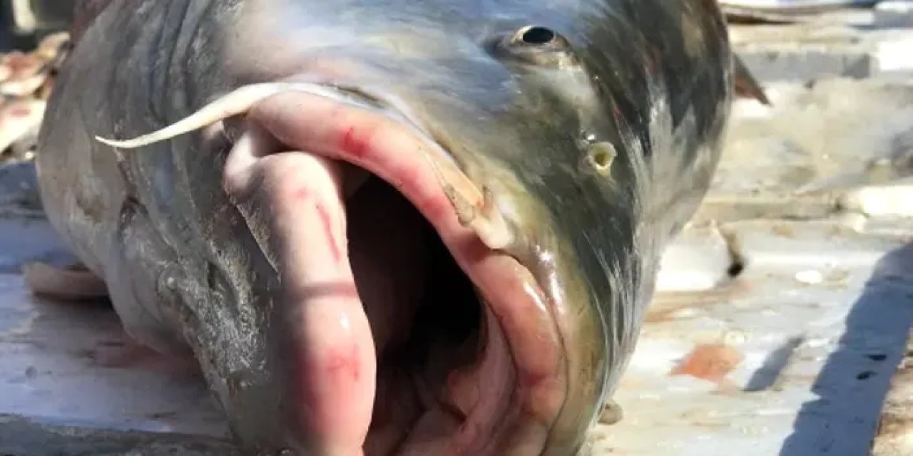 Görenlerin ağzı açık kaldı! Kilosu 250 TL'den satılıyor