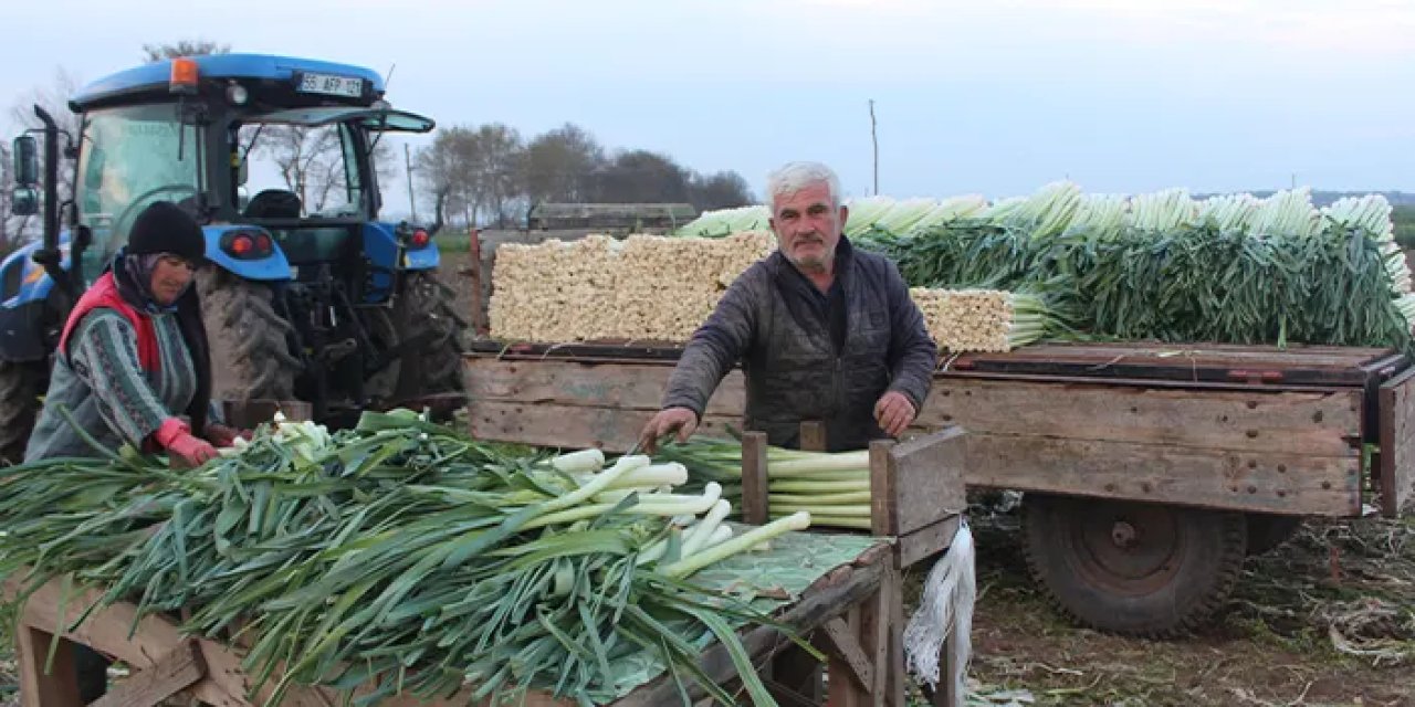 Samsun'da pırasa hasadında sona gelindi