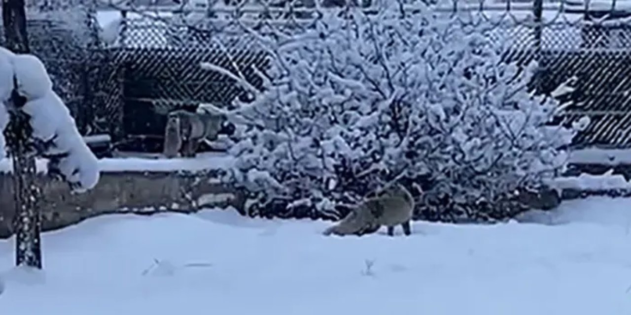 Erzurum’da aç kalan tilkiler kent merkezine indi