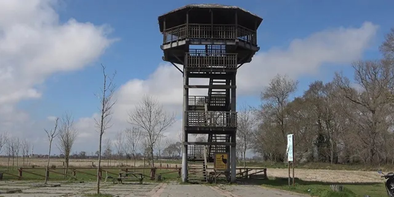 Samsun'da leylek Ormanı şenlendi! 7 bin kilometre uçup geldiler