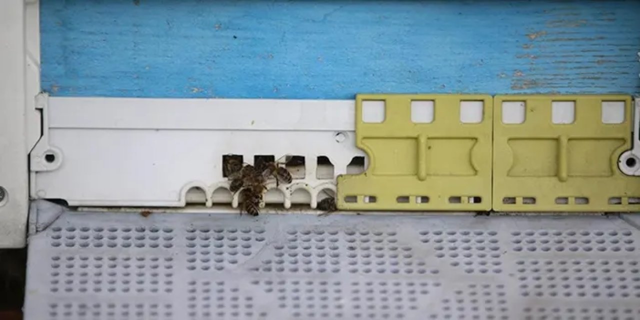 Arı Ölümleri Alarm Veriyor: Uzmanlardan Önlem Çağrısı