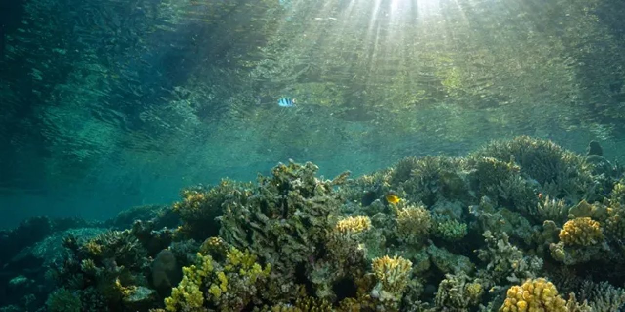 Deniz Sıcaklıklarında Tarihi Artış: İklim Değişikliği Alarm Veriyor