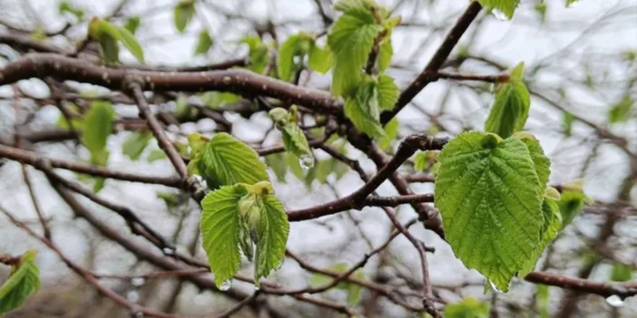 Karadeniz'de fındık için uyarı geldi! "Tehlike devam ediyor"