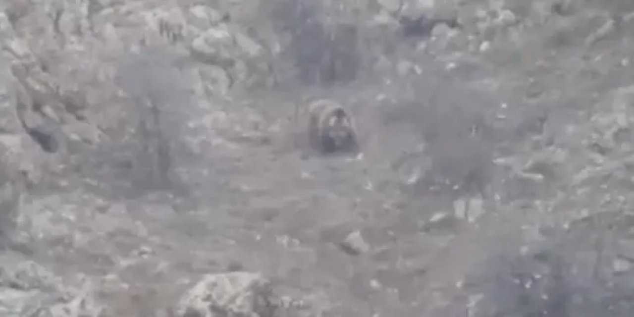 Gümüşhane'de kış uykusundan uyanan bozayı görüntülendi