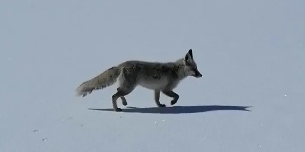 Erzurum'da tilkiyi tuttukları balıkla beslediler