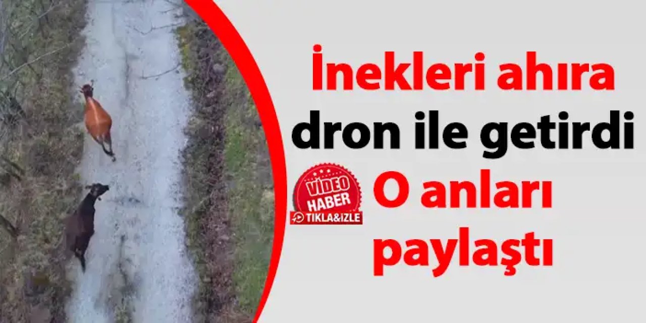 Komşu ilde dronlu çoban! İnekleri ahıra getirdi o anları paylaştı