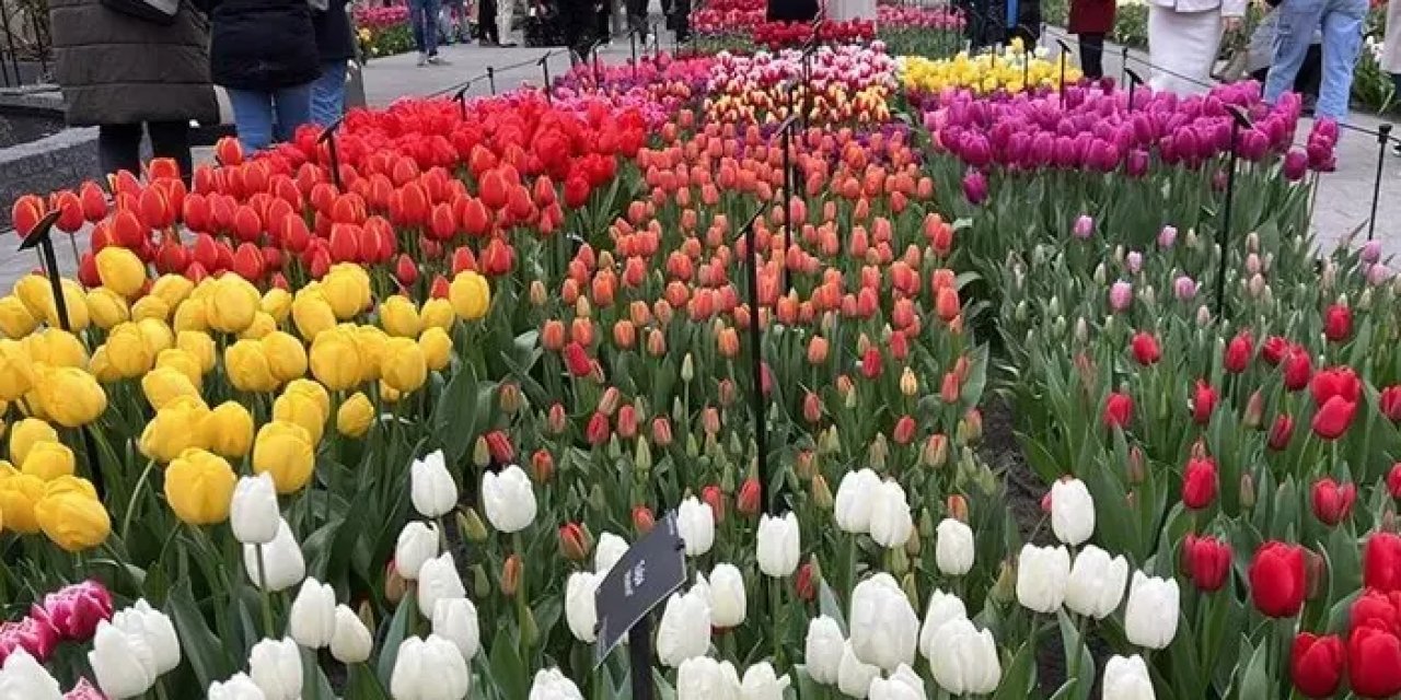Keukenhof Bahçesi 75. Yılını Kutluyor: Dünyanın En Büyük Lale Sergisi