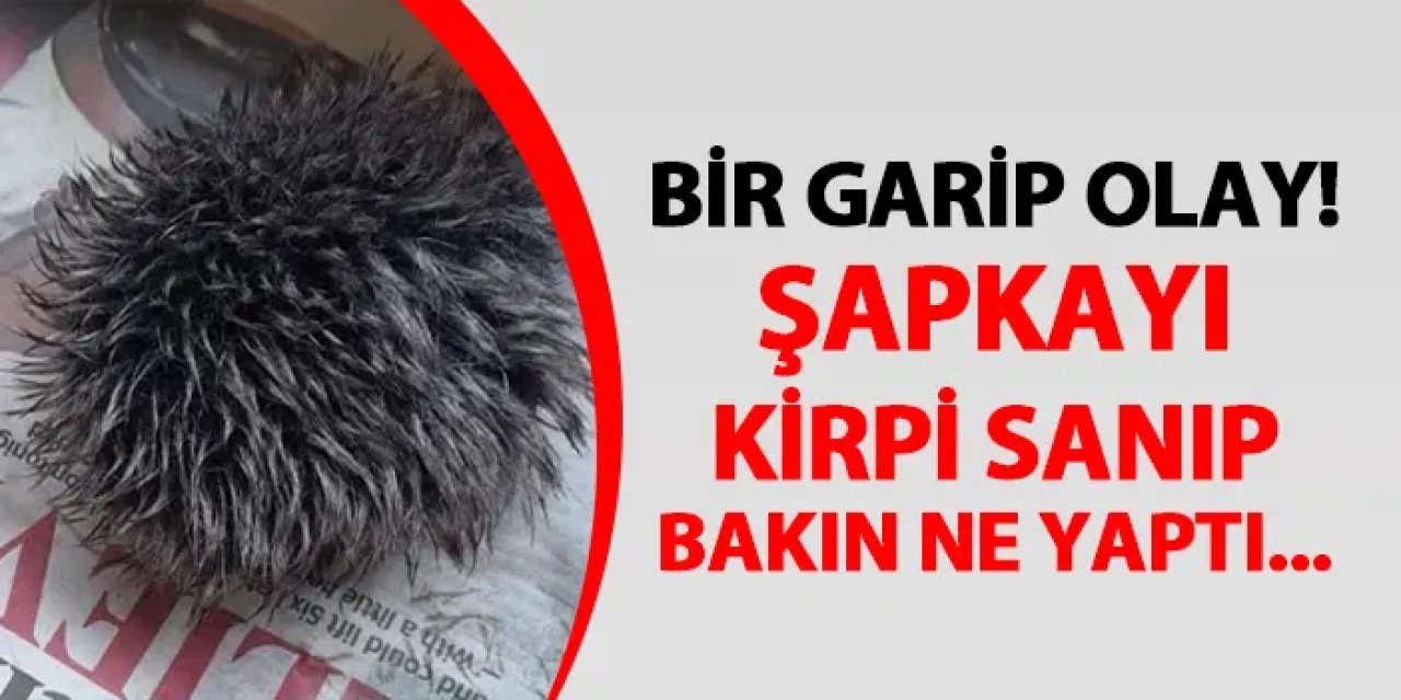 Bir garip olay! Şapkayı kirpi sanıp bakın ne yaptı...