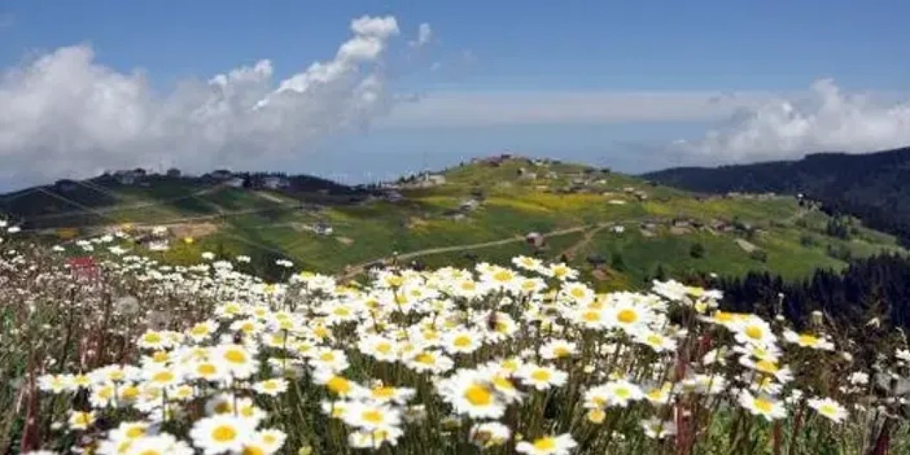Trabzon'un en güzel yaylası neresi? Trabzon Yaylaları: Yeşilin Binbir Tonu