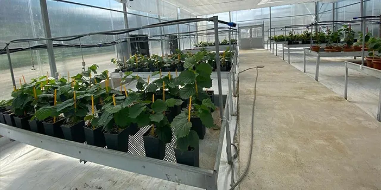 Mikro çoğaltımla yılda 50 bin adet sertifikalı fındık fidanı üretilecek