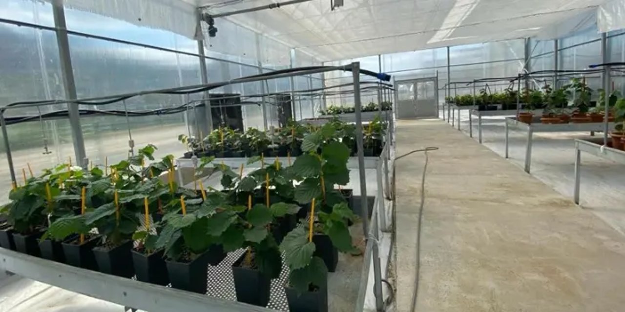 Bu yöntemle yılda 50 bin sertifikalı fındık fidanı üretilecek
