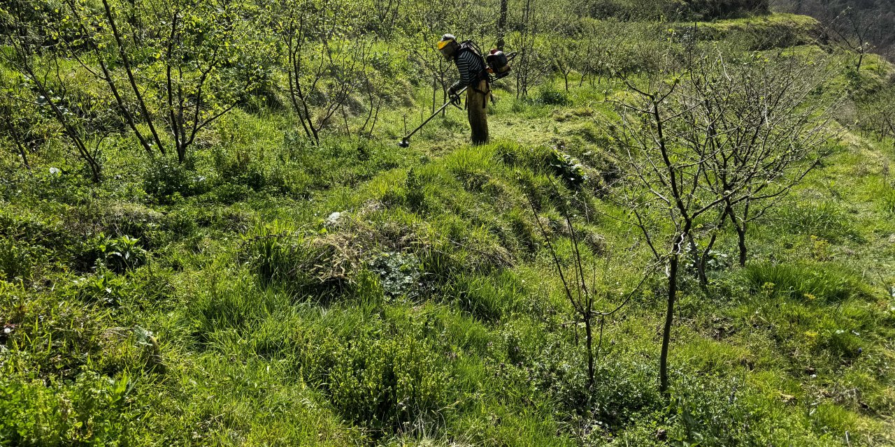 Ordu'da "Fındık Bahçelerinin Rehabilitasyonu Projesi"