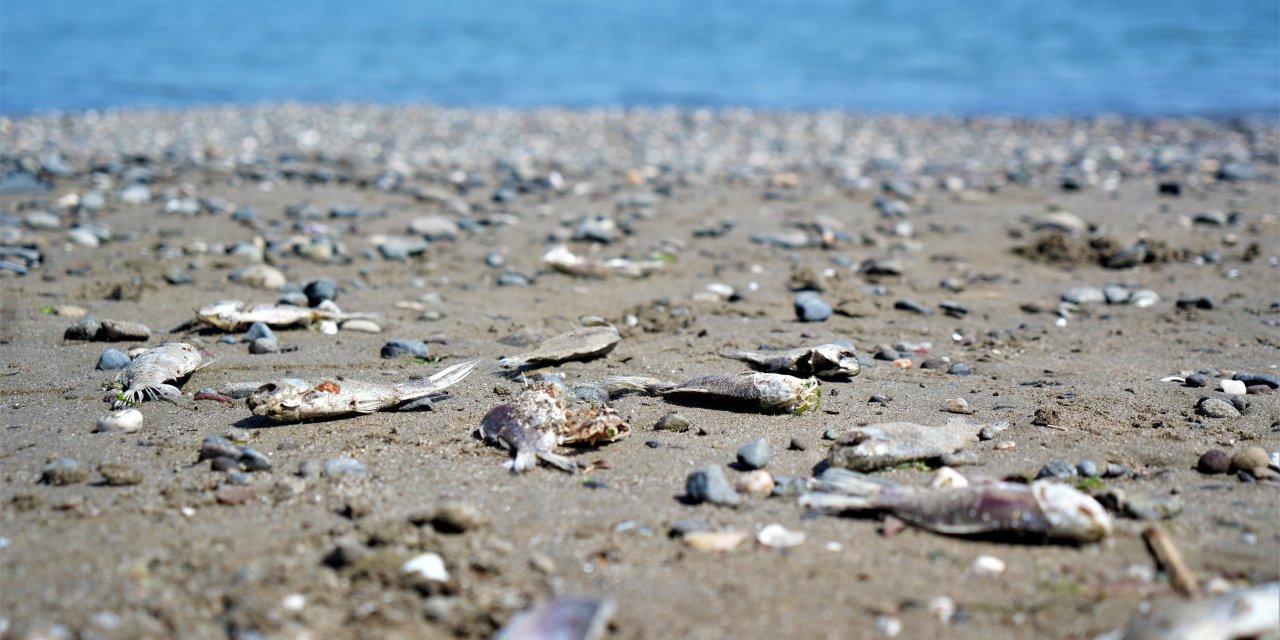 Samsun'da binlerce İsrail sazanı kıyılara vurdu