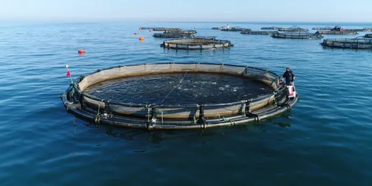 Karadeniz Somonu ihracatına 'Göl somonu' darbesi
