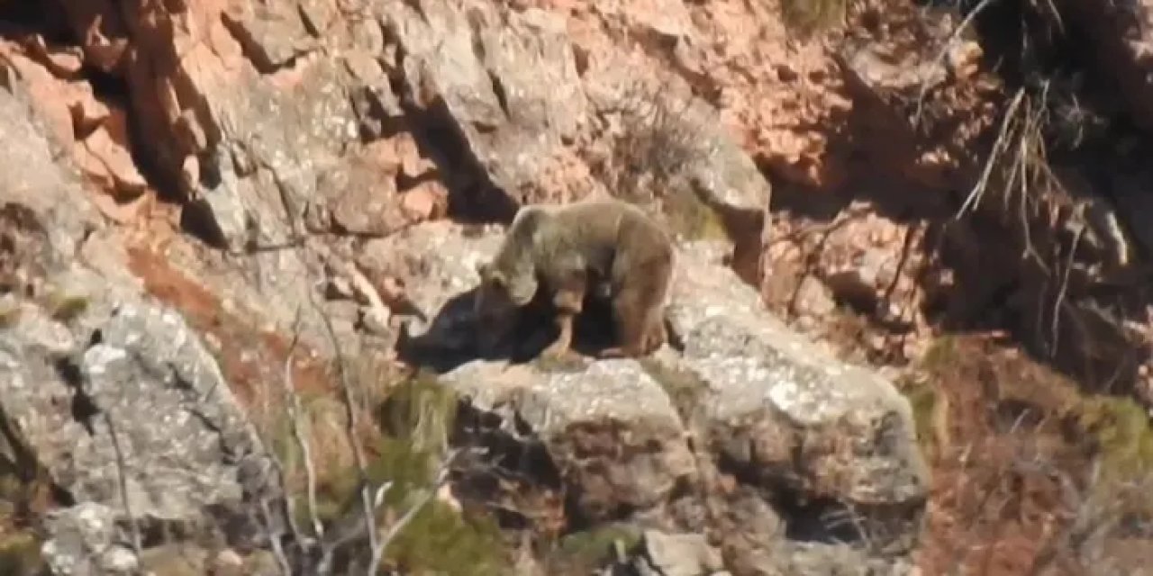 Gümüşhane'de kayıt altına alındı! Sol ön ayağı kopmuş şekilde görüntülendi