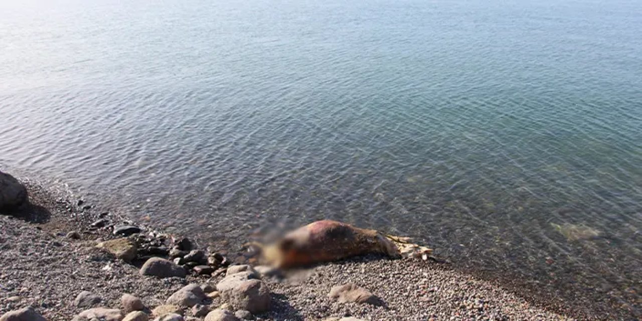 Trabzon'da ilginç olay! Sahilde şaşırtan görüntü