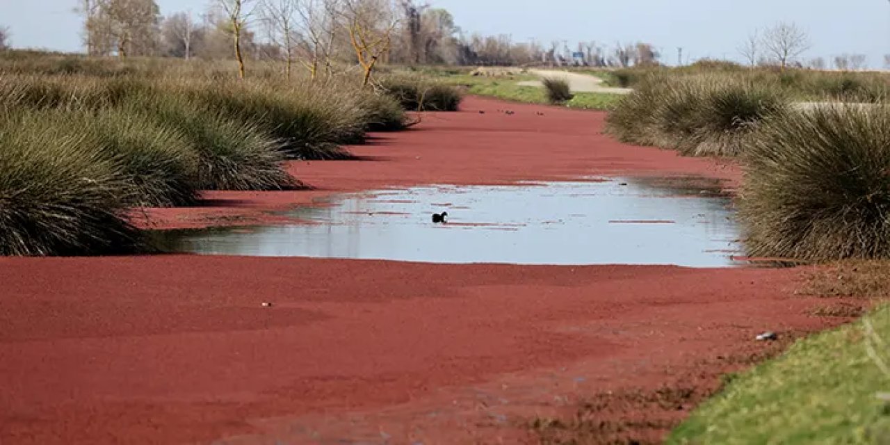 Kızıl eğrelti otlarının kapladığı Kızılırmak Deltası'nda dikkat çeken görüntüler