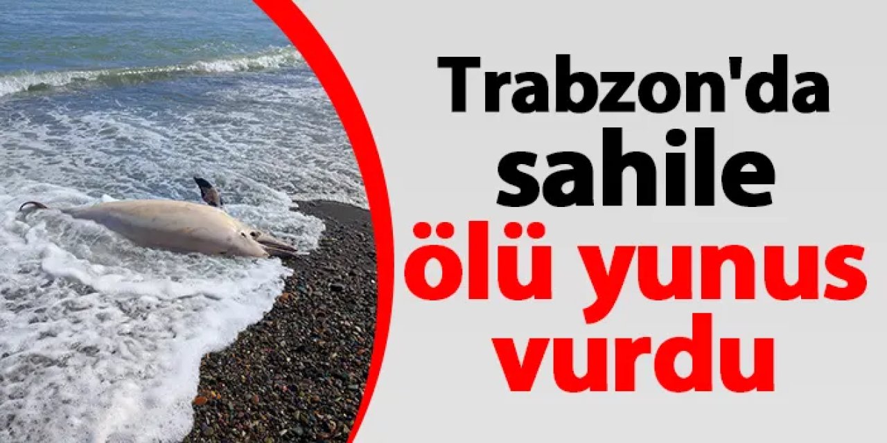 Trabzon'da sahile ölü yunus vurdu