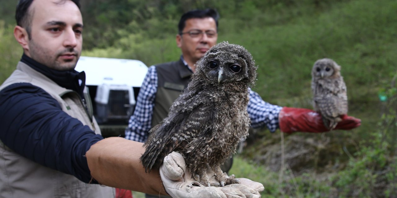 Giresun'da 4 baykuş yavrusu doğaya salındı