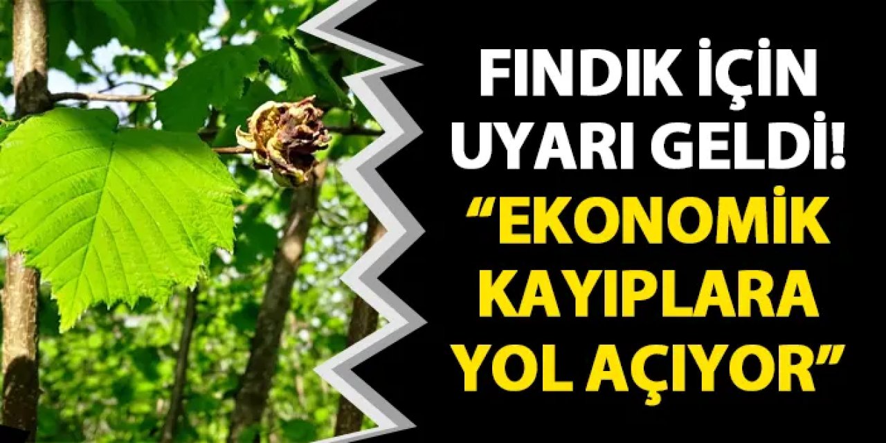 Fındık için uyarı geldi! "Ekonomik kayıplara yol açıyor"