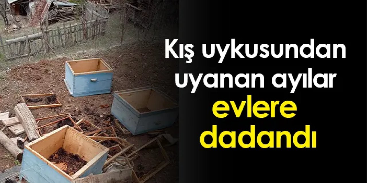 Artvin'de kış uykusundan uyanan ayılar evlere dadandı