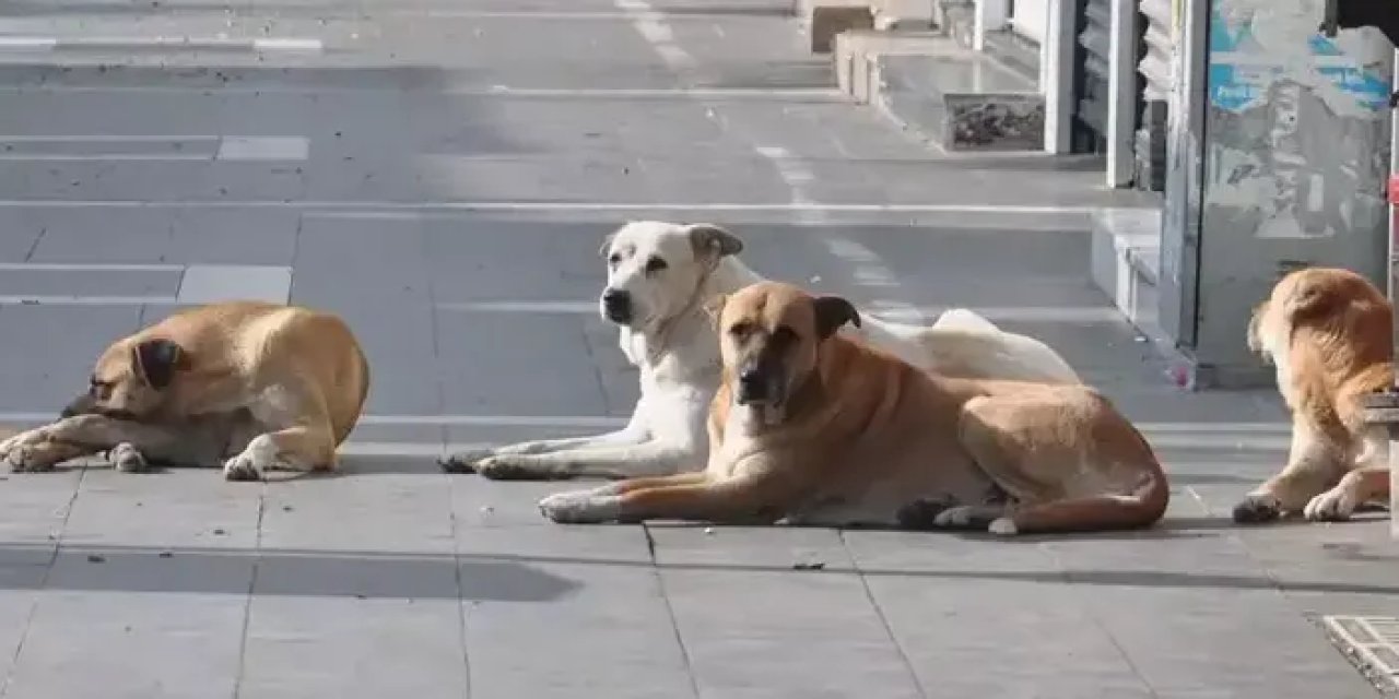 Rize'de "Sahipsiz Hayvanları Koruma Birliği" kurulmasına izin verildi