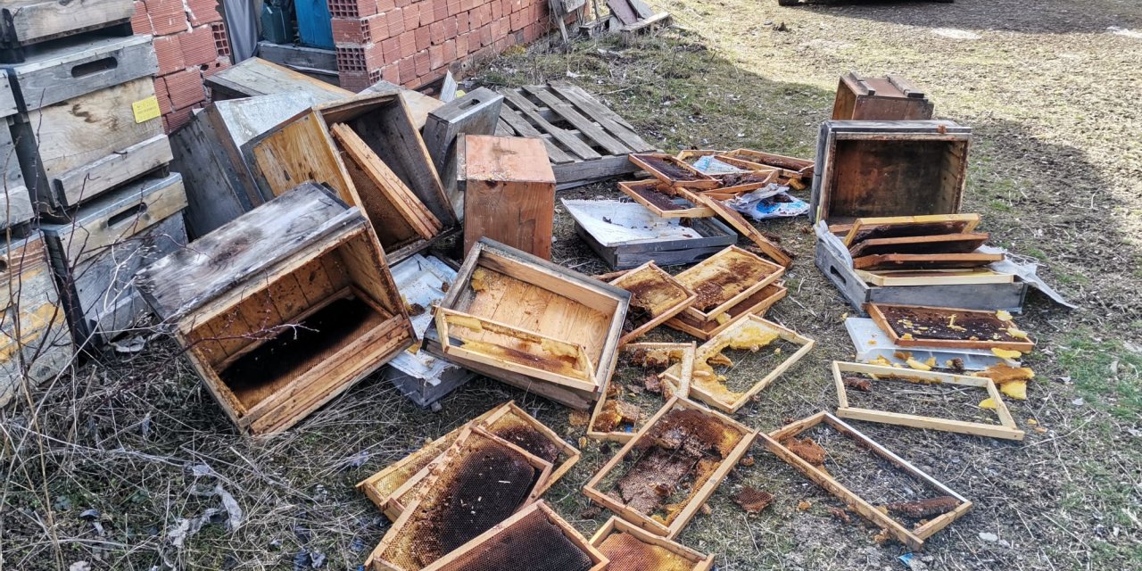 Giresun'da ayılar kovanları hedef aldı! 107 arı kovanı zarar gördü