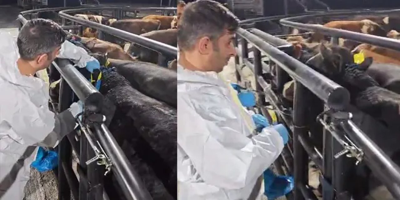 Elazığ'da kamyondaki 29 büyükbaşta şap hastalığı! Sahibine 199 bin TL'den fazla ceza