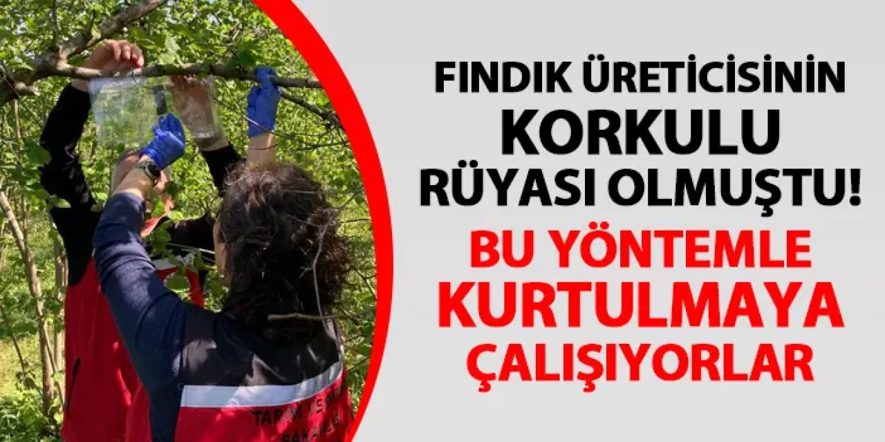 Karadeniz'de fındık üreticisinin korkulu rüyası olmuştu! Bu yöntemle kurtulmaya çalışıyorlar